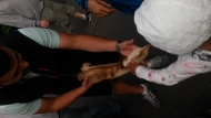 Noc snů v ZOO 2015